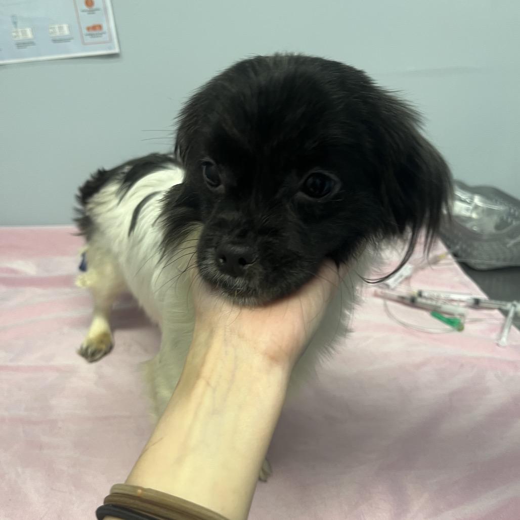 Bunny, Adoptable, Young Female Pekingese.