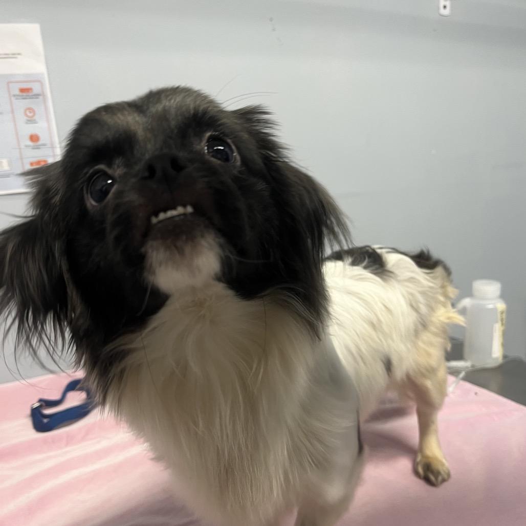 Enlarge Bunny, a Adoptable Pekingese in Franklin, NC image 3/3