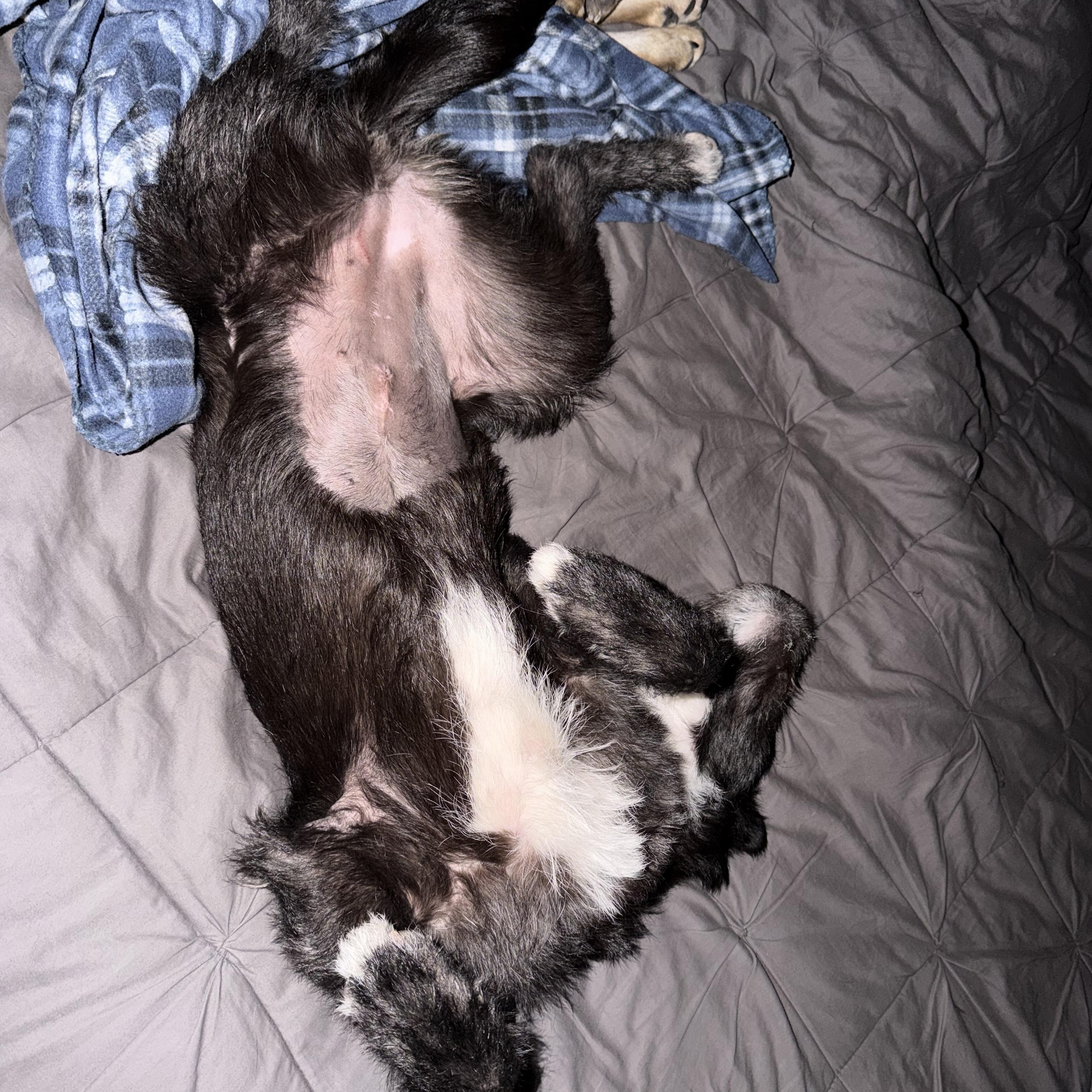 Enlarge Dixie, a ADOPTABLE mixed breed in Carr, CO image 5/5
