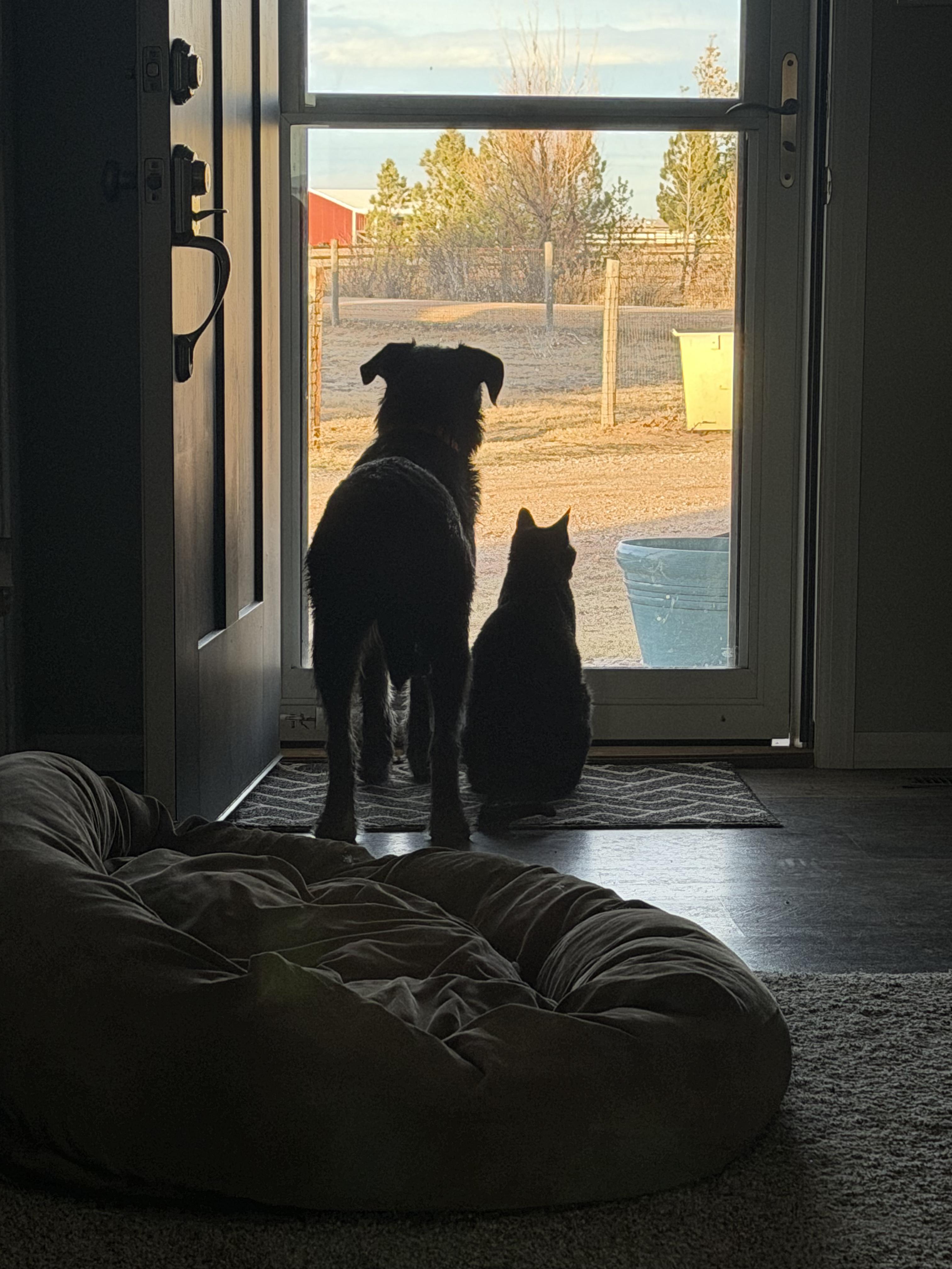 Dixie, a ADOPTABLE mixed breed in Carr, CO image 4/6