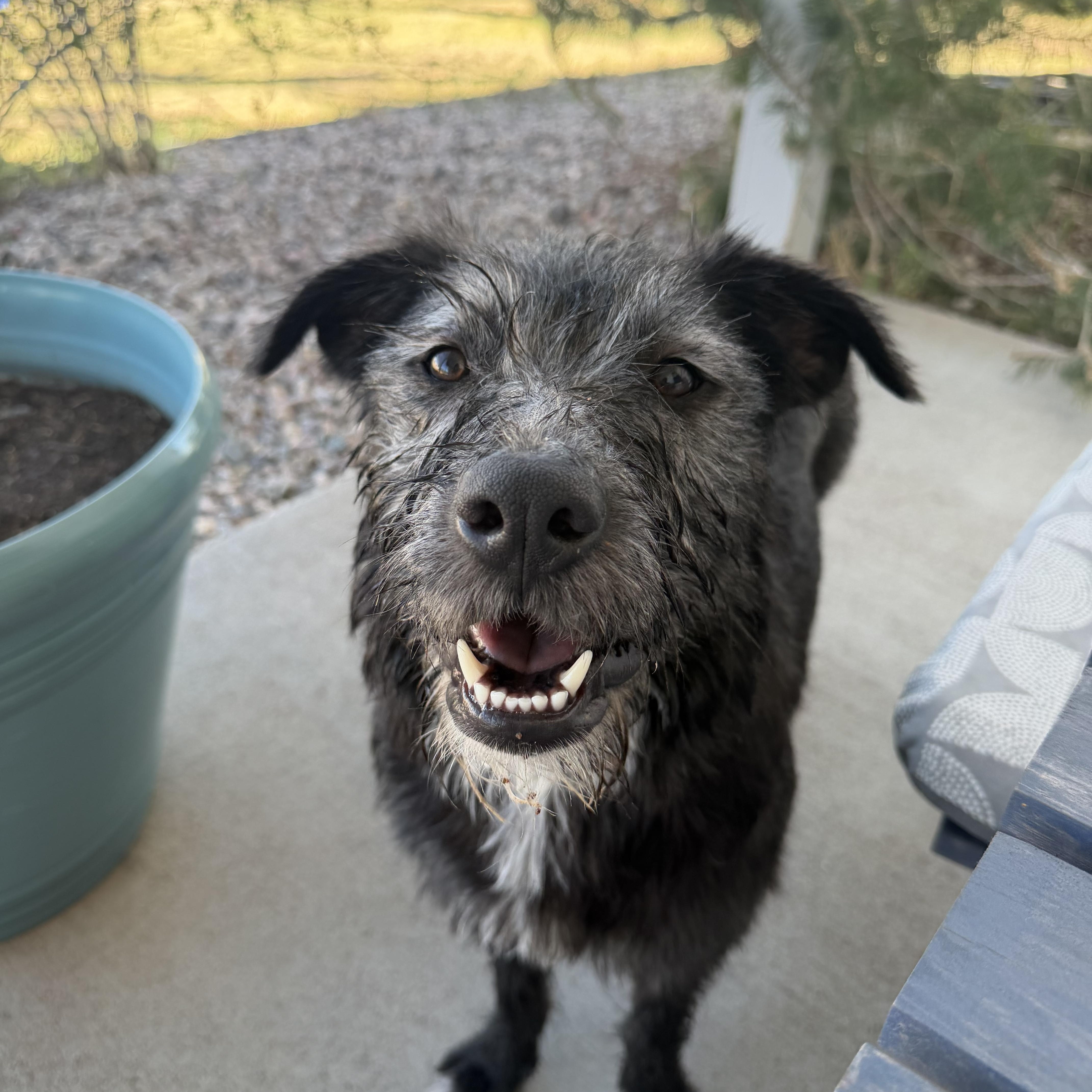 Dixie, ADOPTABLE, Young Female Wirehaired Pointing Griffon.