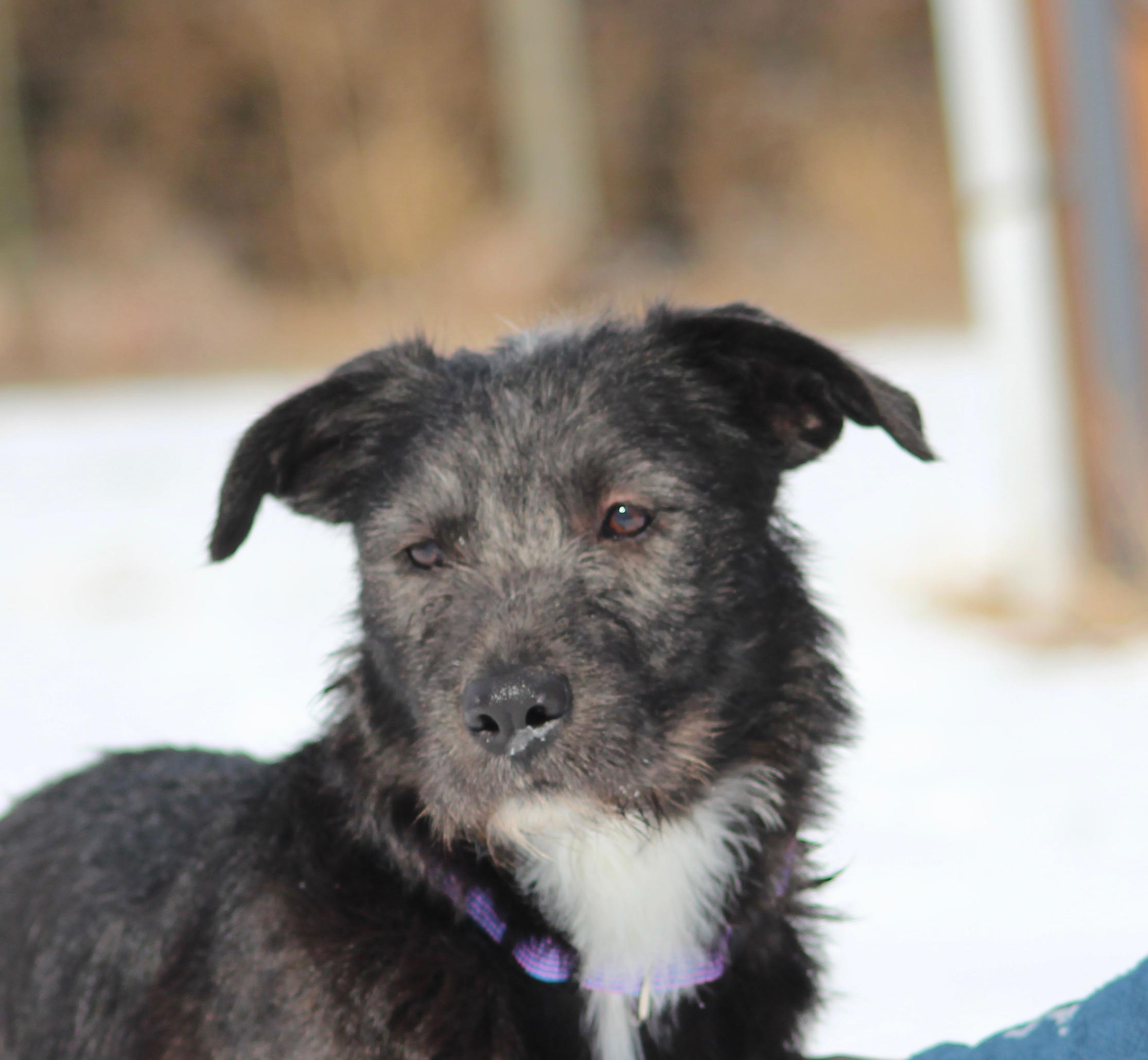 Enlarge Dixie, a ADOPTABLE mixed breed in Carr, CO image 1/2
