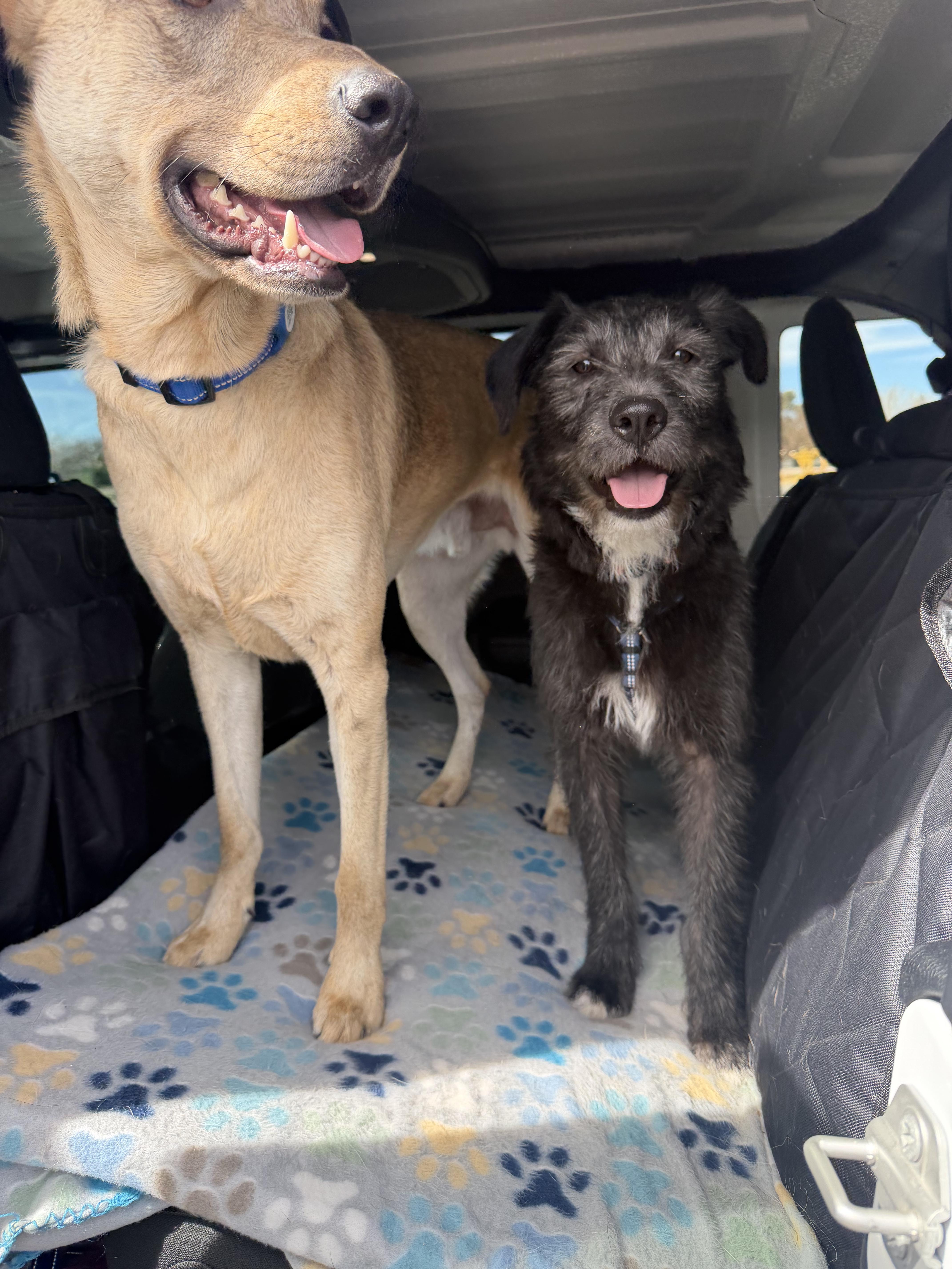 Dixie, a ADOPTABLE mixed breed in Carr, CO image 5/6