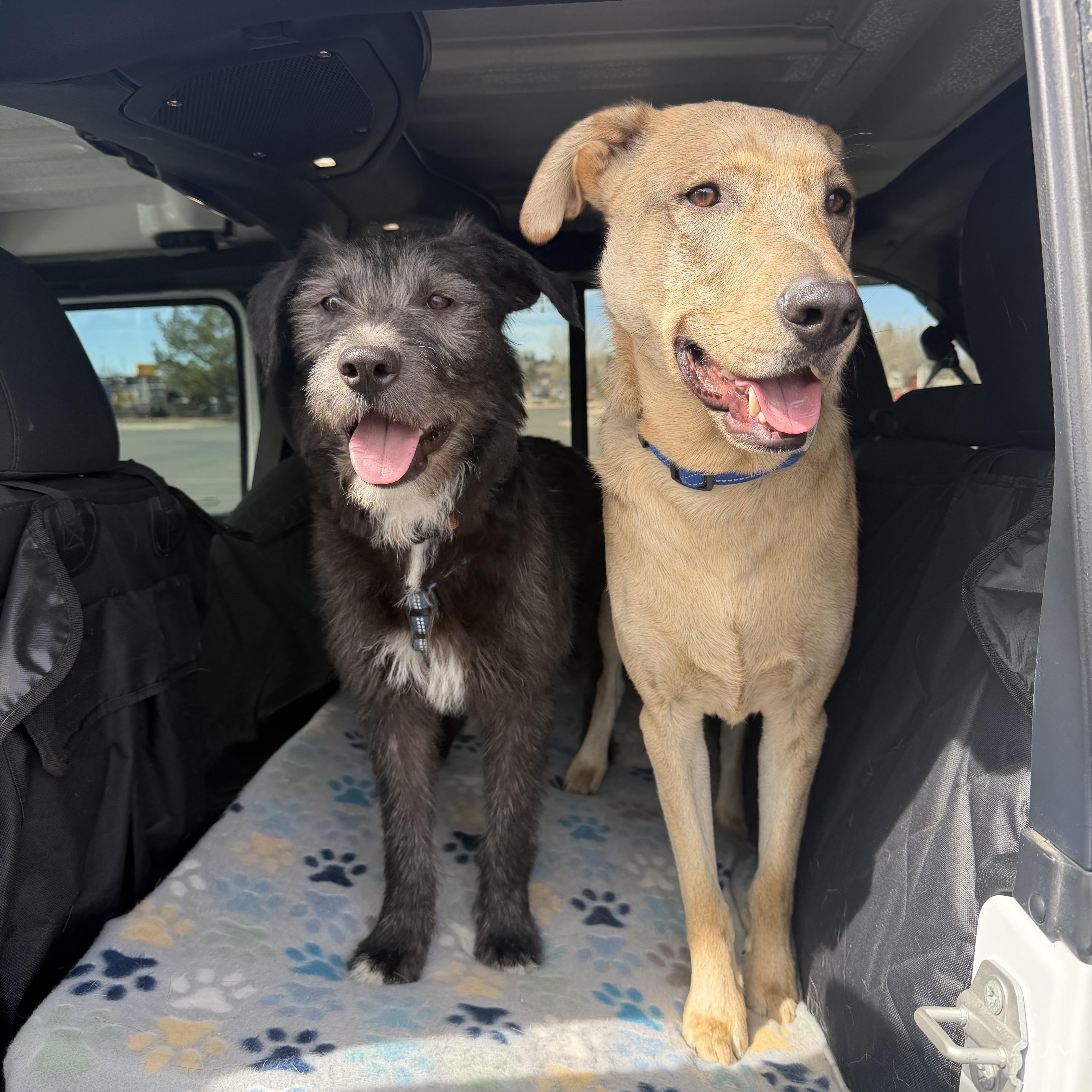 Enlarge Dixie, a ADOPTABLE mixed breed in Carr, CO image 4/5