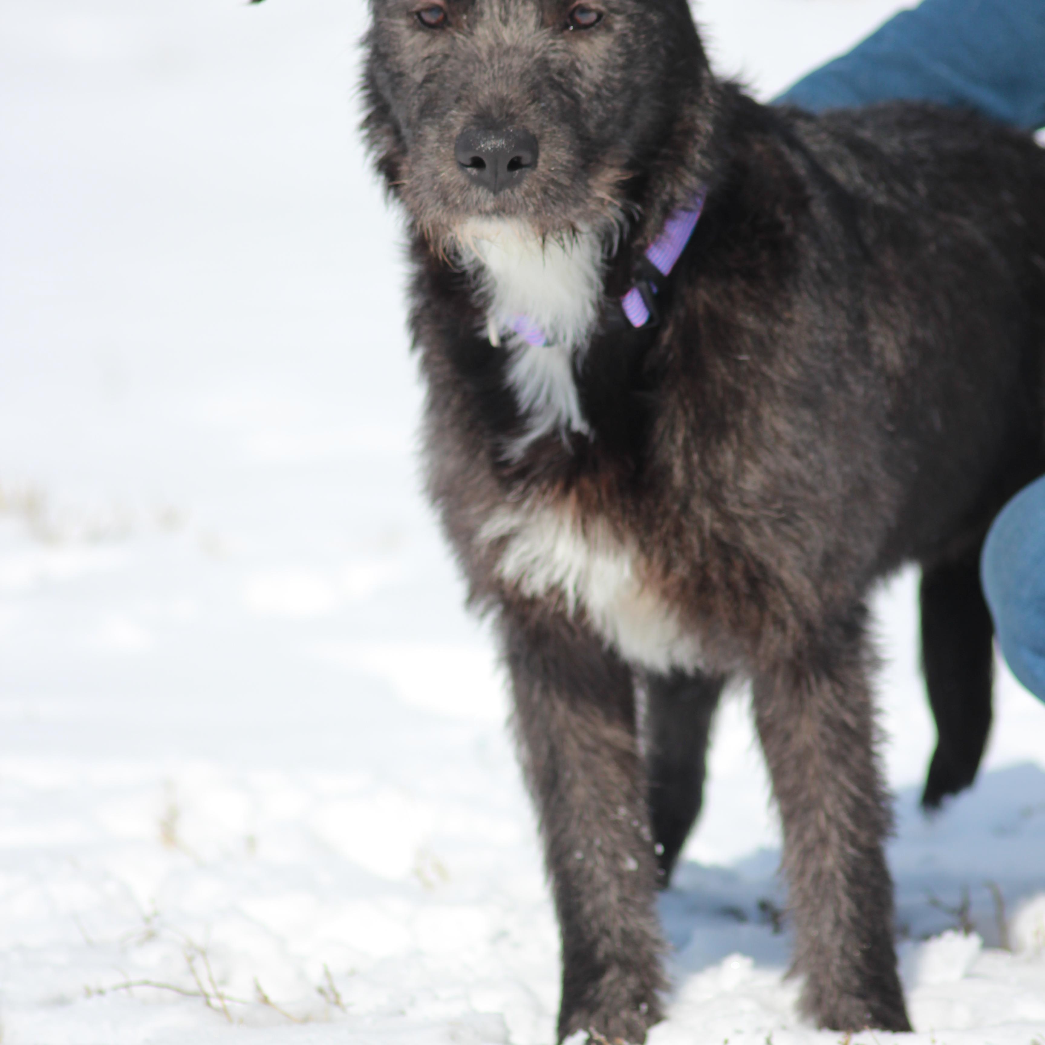 Dixie, a ADOPTABLE mixed breed in Carr, CO image 3/6