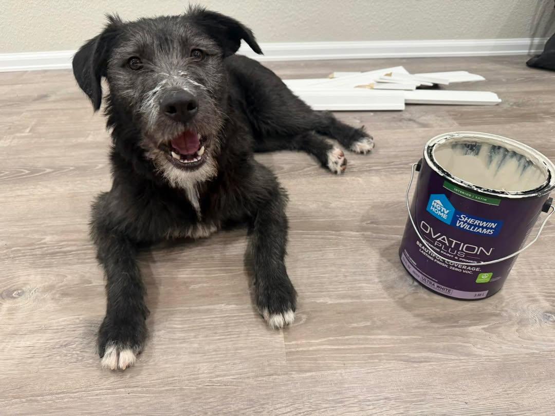 Dixie, ADOPTABLE, Puppy Female Terrier.