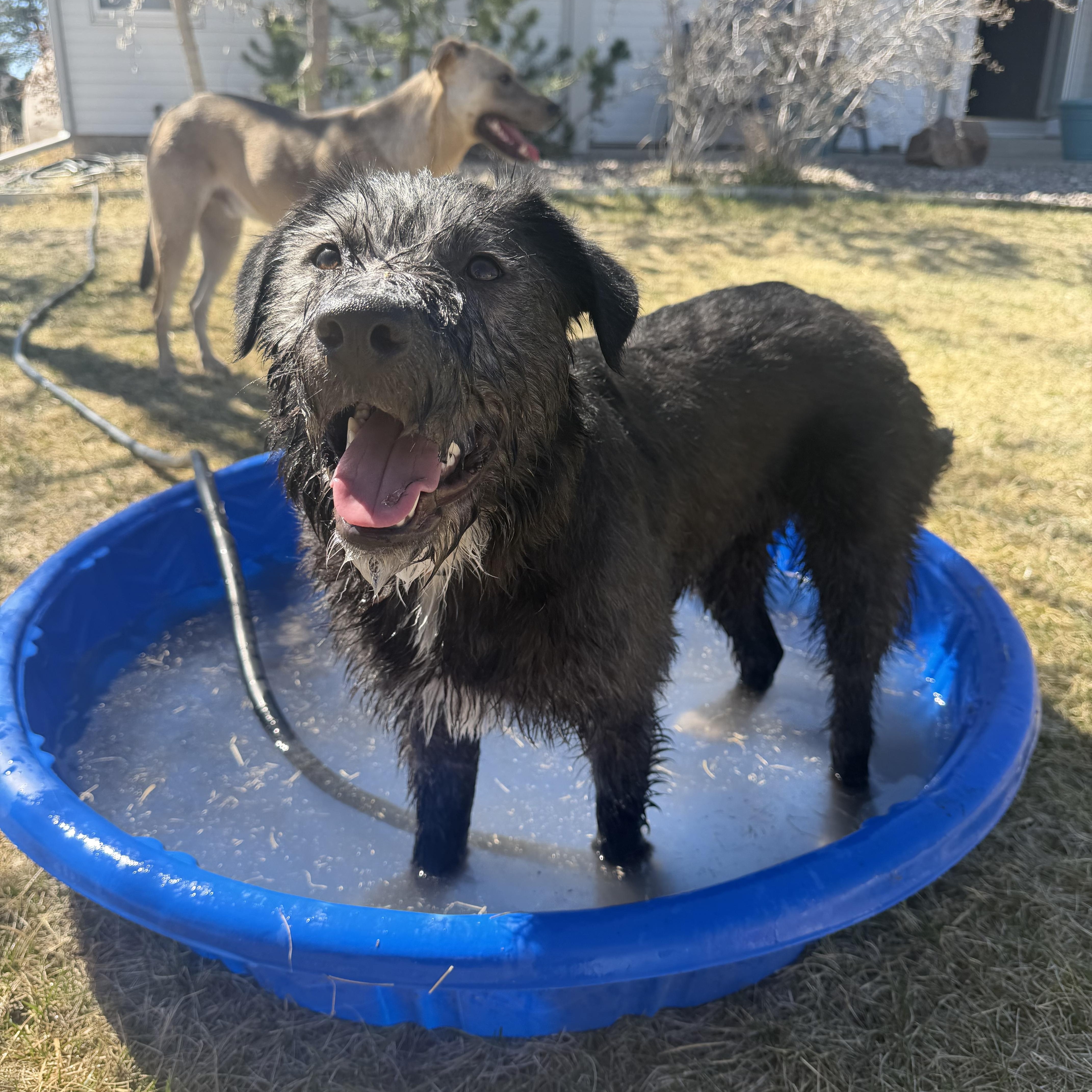 Enlarge Dixie, a ADOPTABLE mixed breed in Carr, CO image 2/5