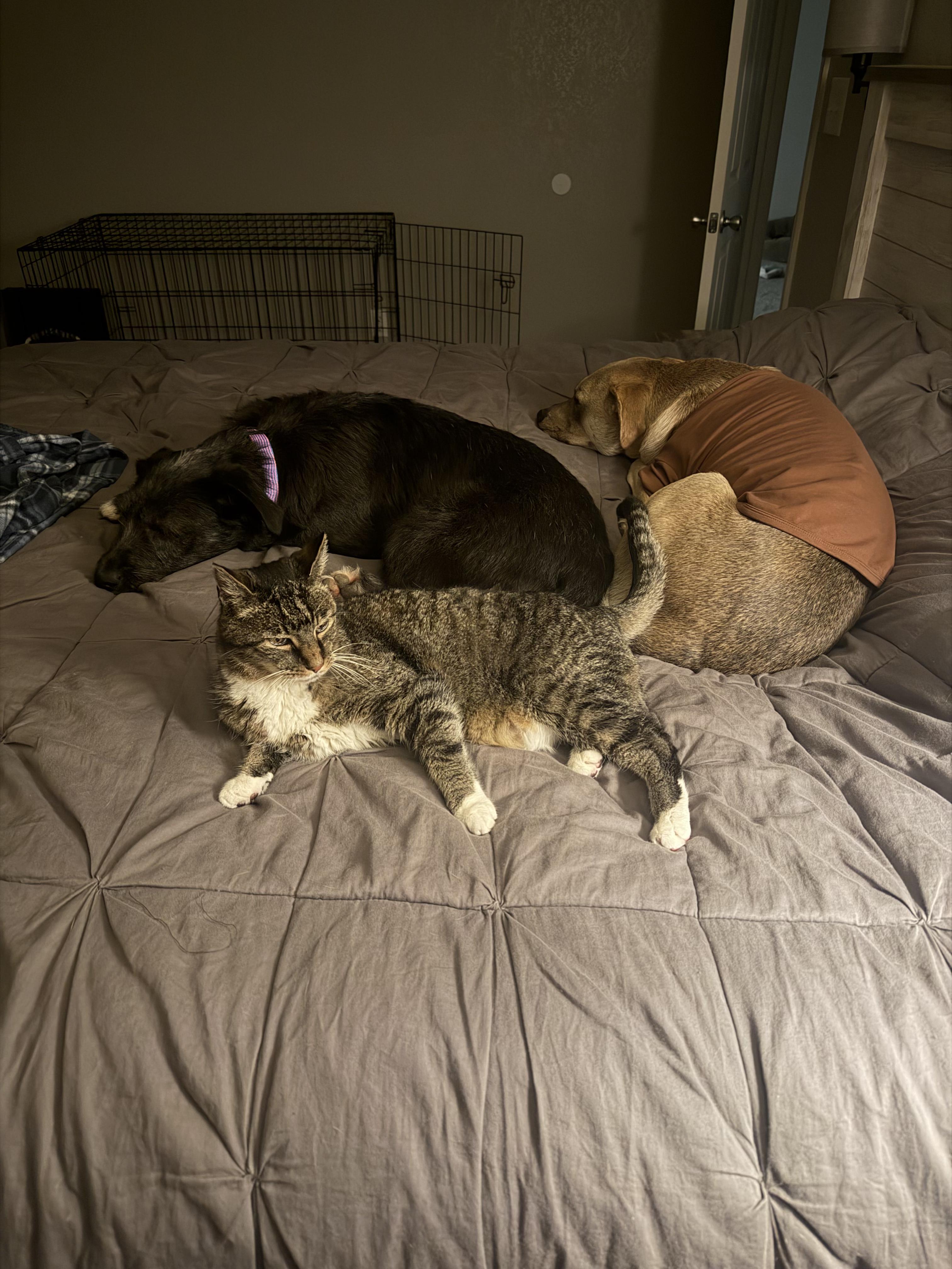 Enlarge Dixie, a ADOPTABLE mixed breed in Carr, CO image 2/2