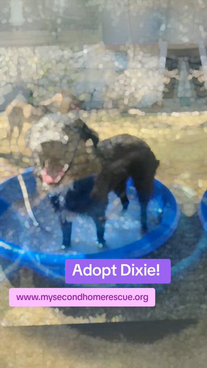 Enlarge Dixie, a ADOPTABLE mixed breed in Carr, CO video 6/6