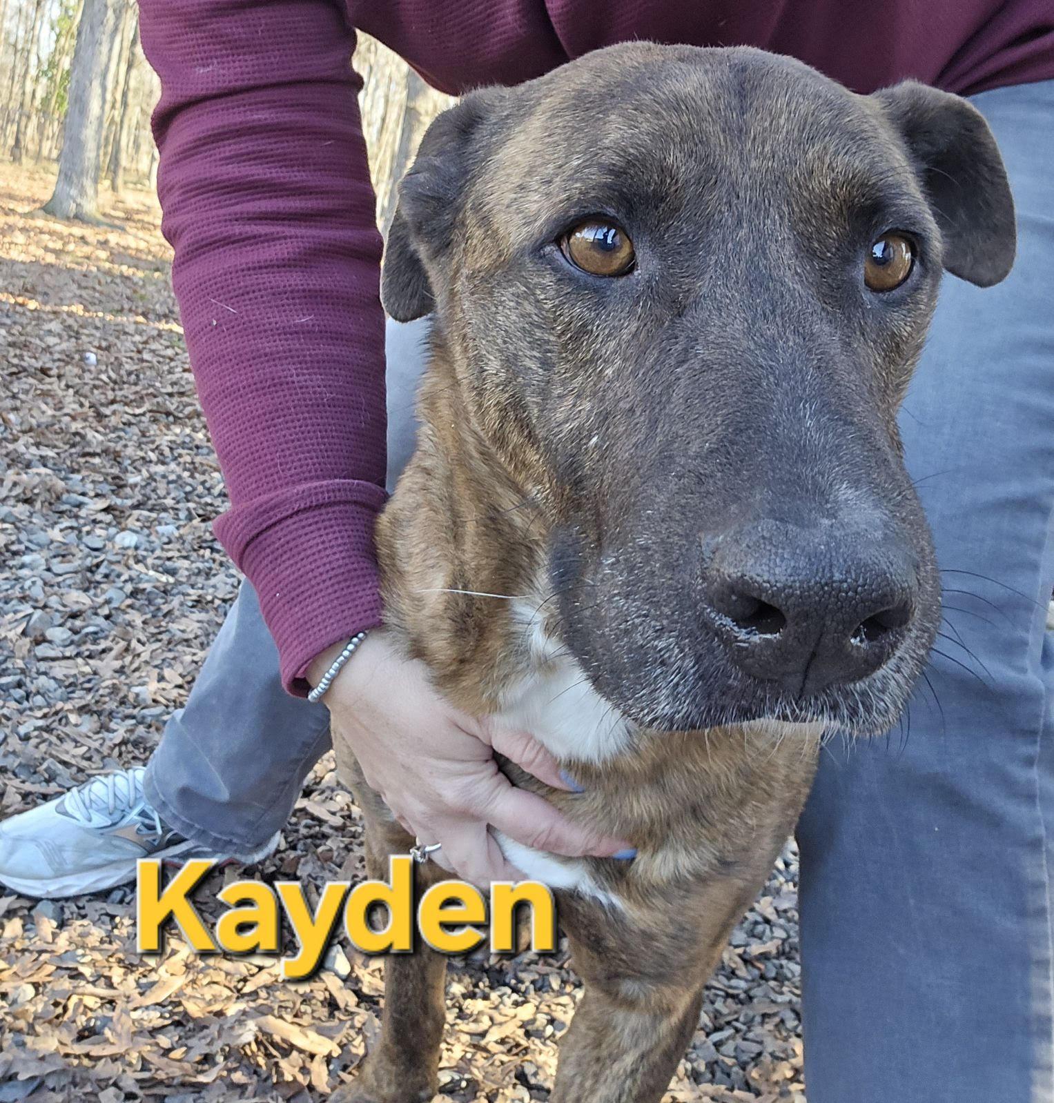 Enlarge Caden, a Adopted Shepherd in Albemarle, NC image 2/4