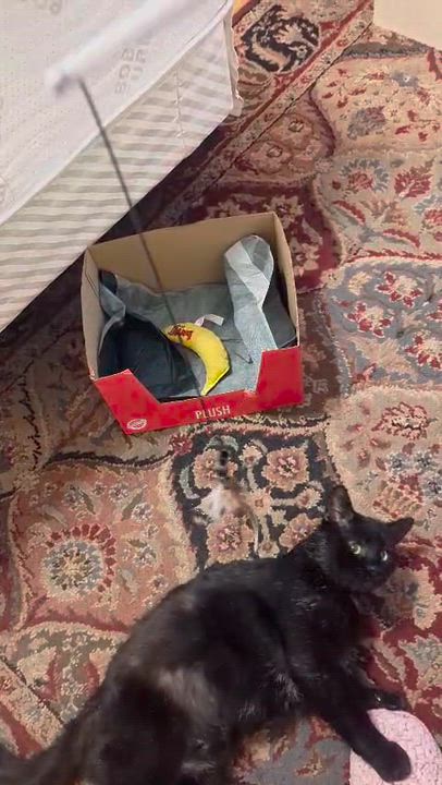 Enlarge Dash (FeLV+), a Adoptable American Shorthair in Weehawken, NJ video 5/6