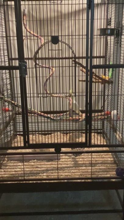 Enlarge Eli (The Cockatiel), a Adopted Parakeet (Other) in BURLESON, TX video 2/4