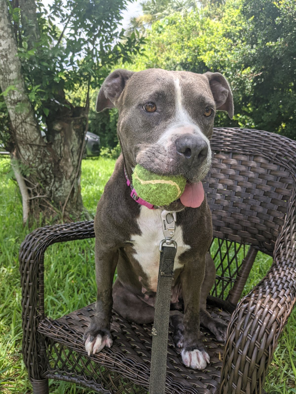 Mia, a Adoptable American Staffordshire Terrier in Wilton manors , FL image 1/3
