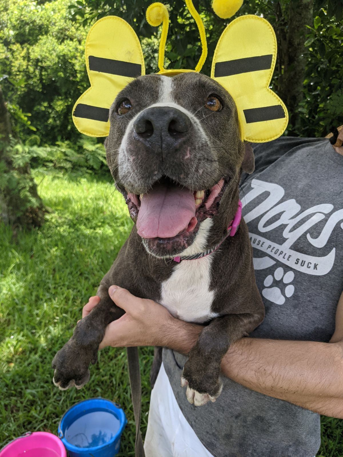 Mia, a Adoptable American Staffordshire Terrier in Wilton manors , FL image 3/3