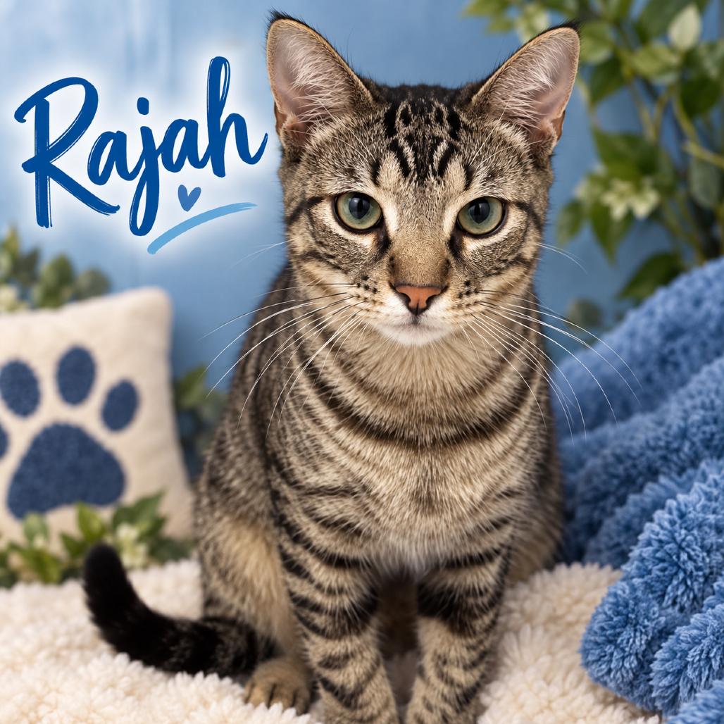 Rajah, Adoptable, Kitten Male Domestic Short Hair.