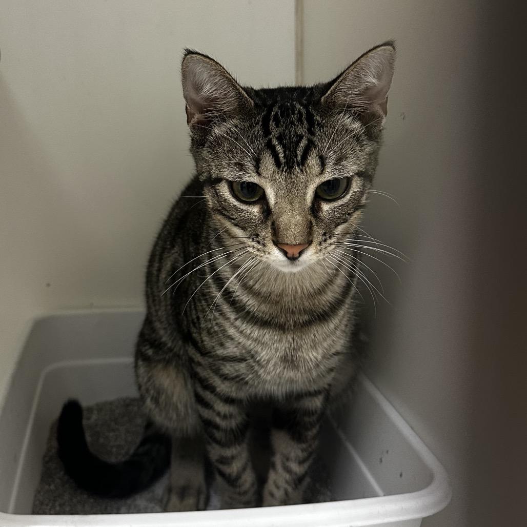 Enlarge Rajah, a Adoptable Domestic Short Hair in Pine Bluff, AR image 2/2