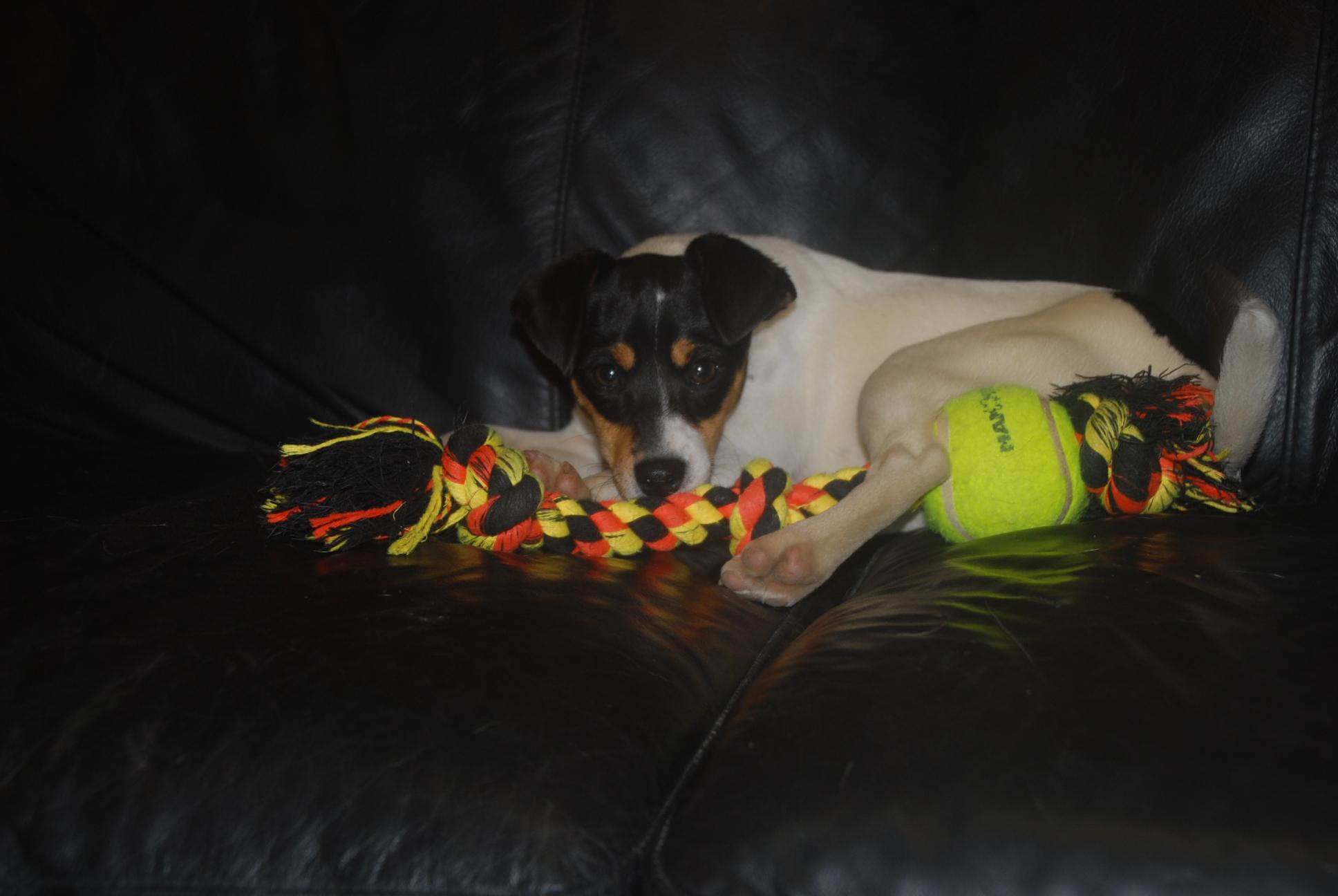 Enlarge Dorito, an adopted mixed breed in Chardon, OH image 2/6
