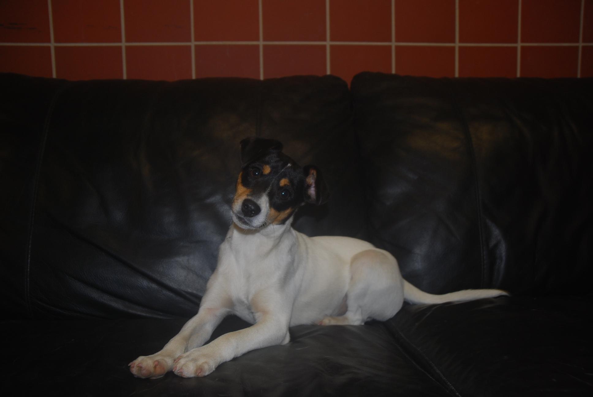 Enlarge Dorito, an adopted mixed breed in Chardon, OH image 1/6