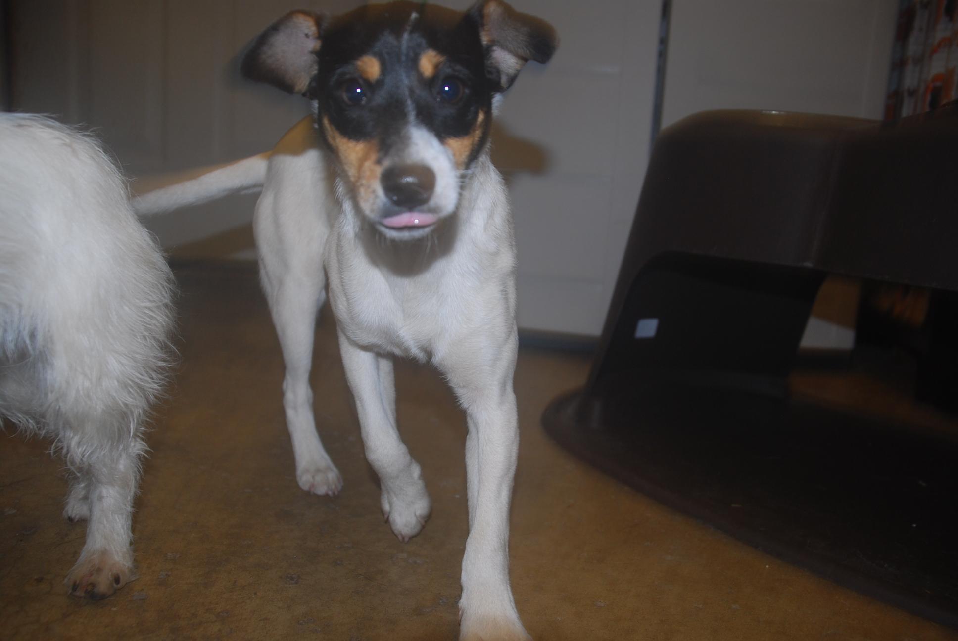 Enlarge Dorito, an adopted mixed breed in Chardon, OH image 5/6