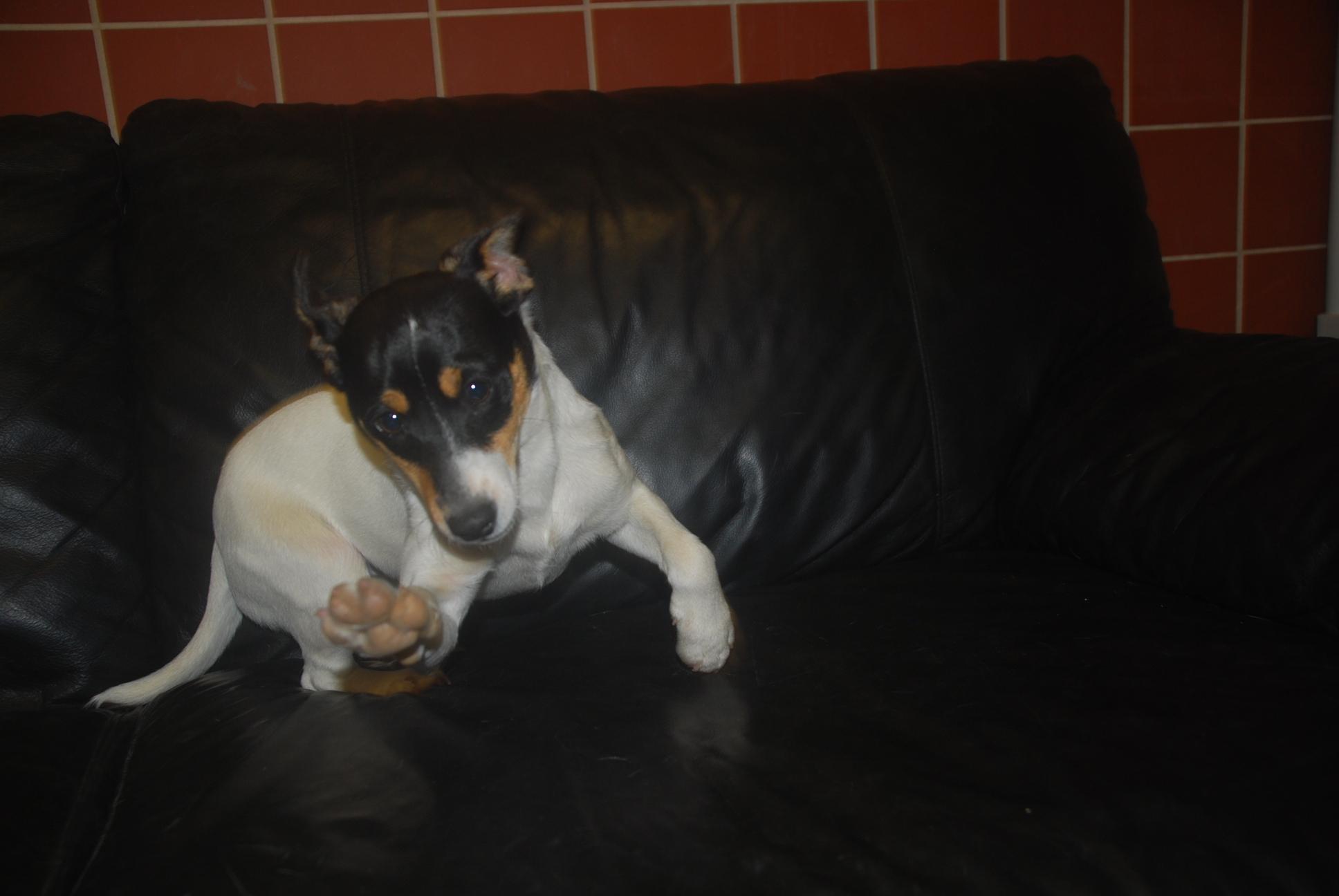 Enlarge Dorito, an adopted mixed breed in Chardon, OH image 4/6