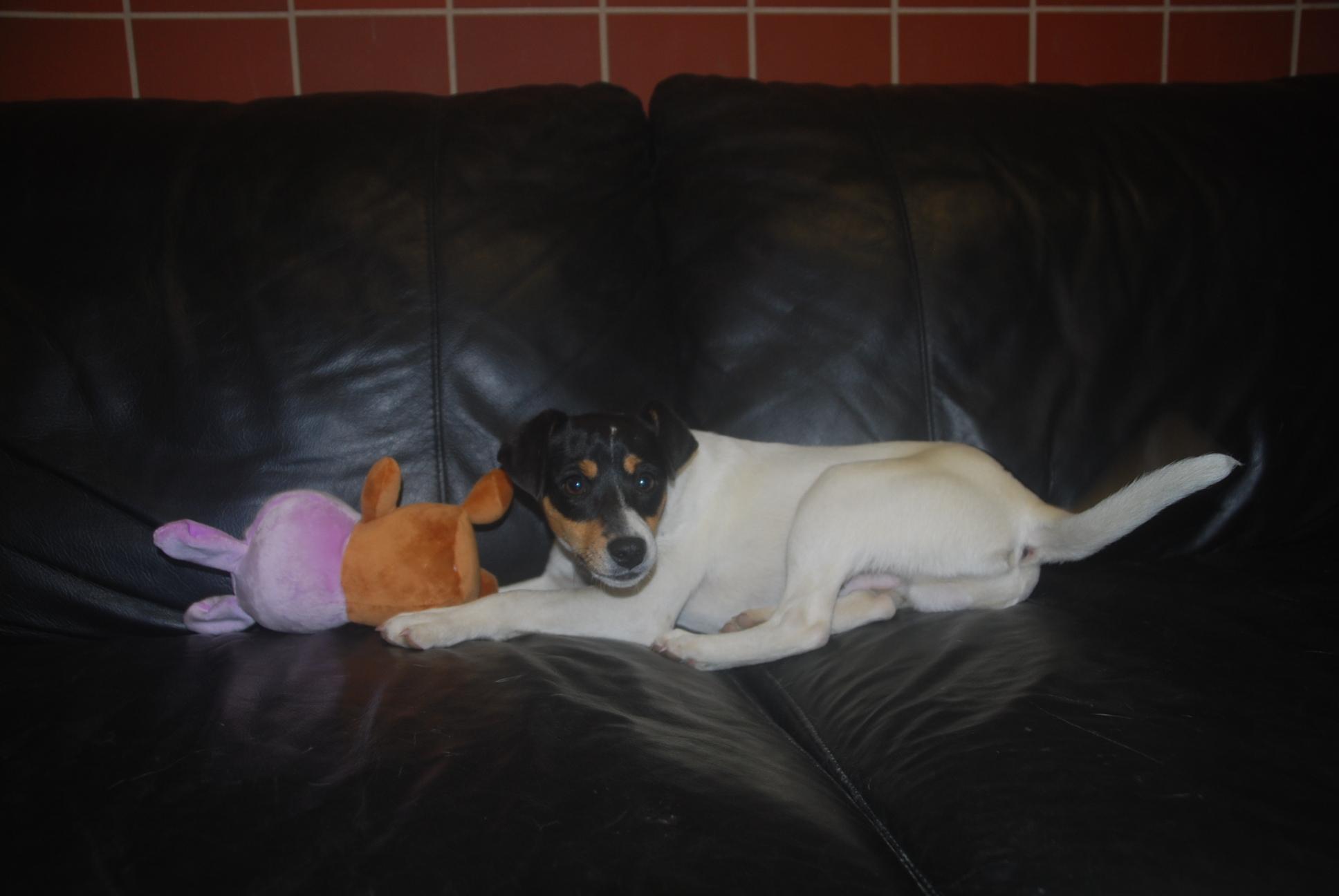 Enlarge Dorito, an adopted mixed breed in Chardon, OH image 6/6