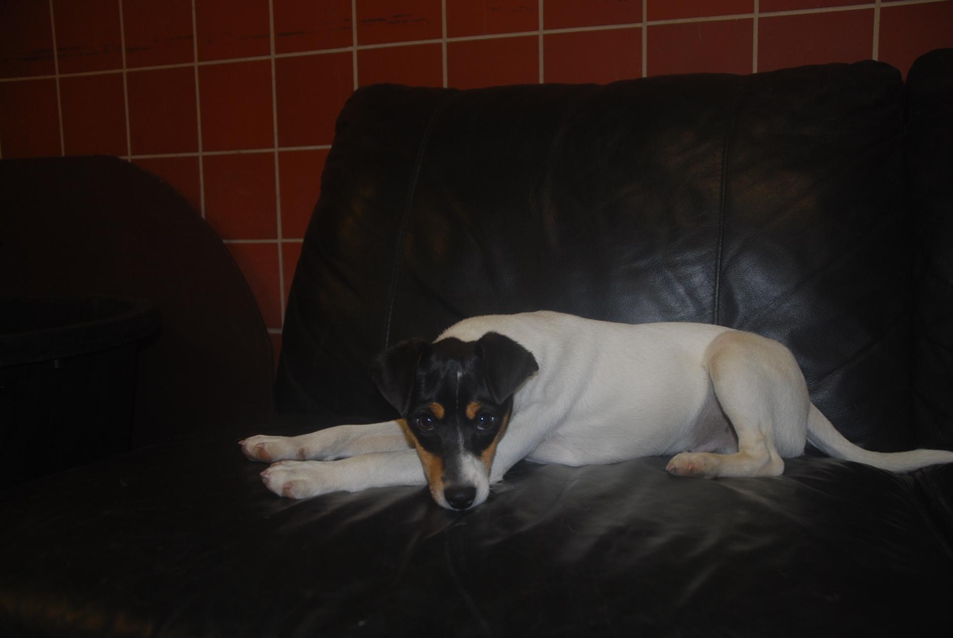 Enlarge Dorito, an adopted mixed breed in Chardon, OH image 3/6