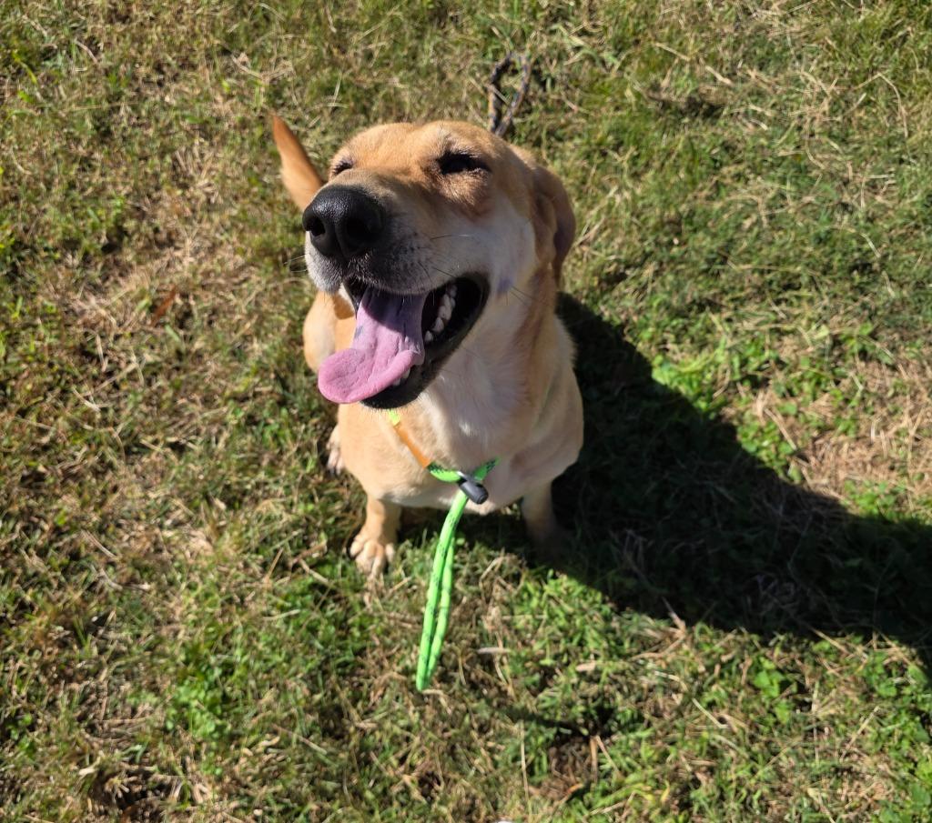 Katherine-Adoptable, Adoptable, Adult Female Shepherd & Mixed Breed.