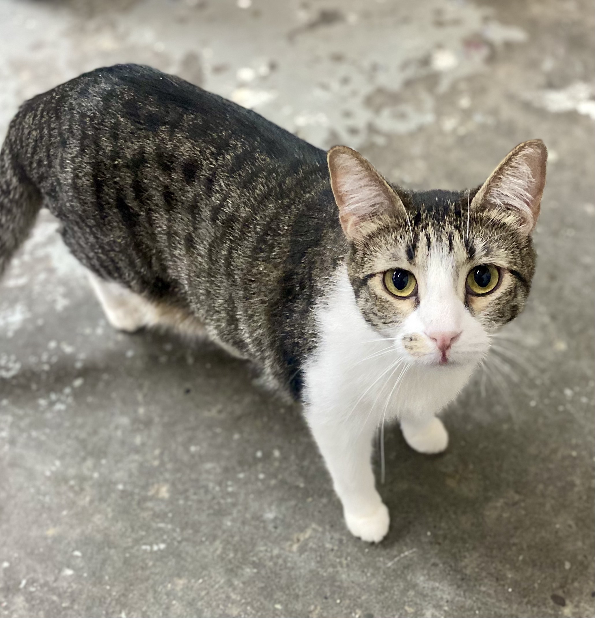 Dimples, Adoptable, Adult Female Domestic Short Hair.