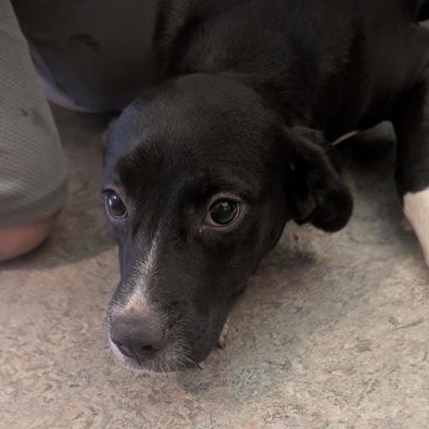 Enlarge Domino 60065940, a ADOPTABLE mixed breed in Harvey , LA image 1/2
