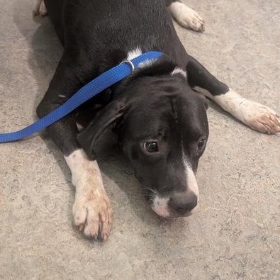 Enlarge Domino 60065940, a ADOPTABLE mixed breed in Harvey , LA image 2/2