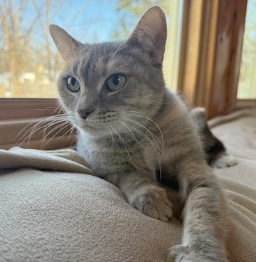 Enlarge Rogue, an adopted Domestic Short Hair in Minneapolis, MN image 1/1