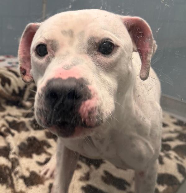 Polly, Adoptable, Adult Female Pit Bull Terrier.