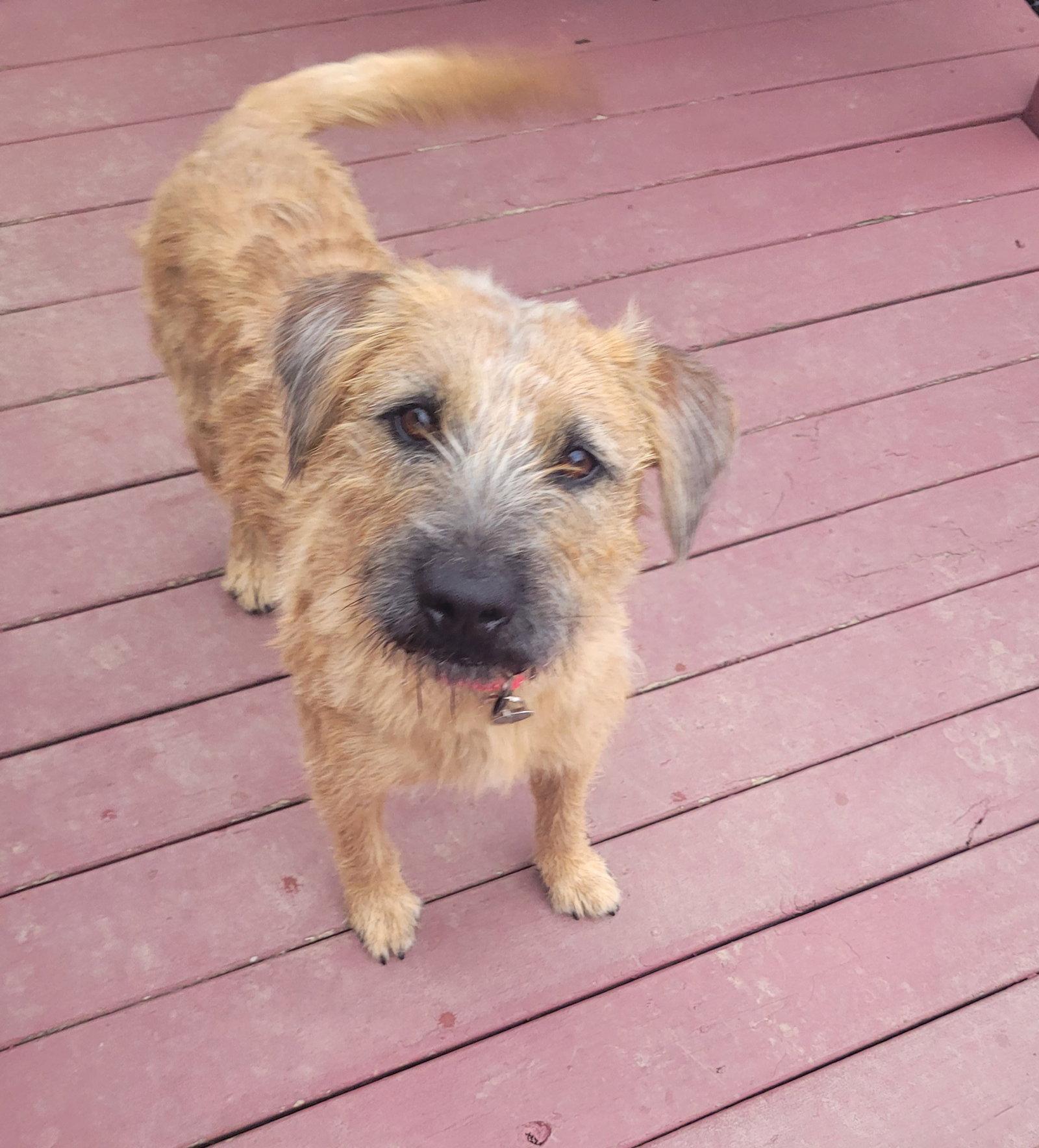 Enlarge Rupert, a Adoptable Terrier in Powell, OH image 3/3