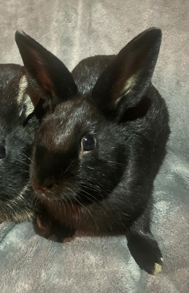 Bugz-Bonded to Buttons, a Adoptable Rex in Pomona, NY image 2/3