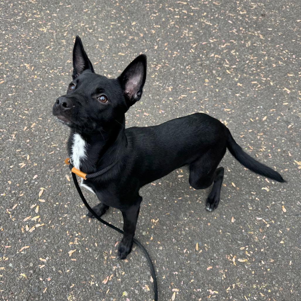 Anise, Adoptable, Young Female Chihuahua & Mixed Breed.