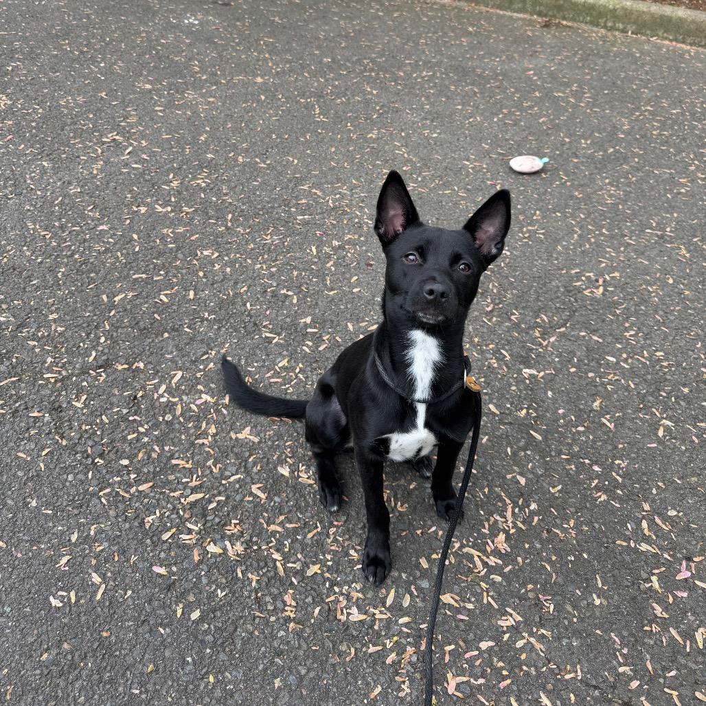 Enlarge Anise, a Adoptable mixed breed in Newberg, OR image 2/6