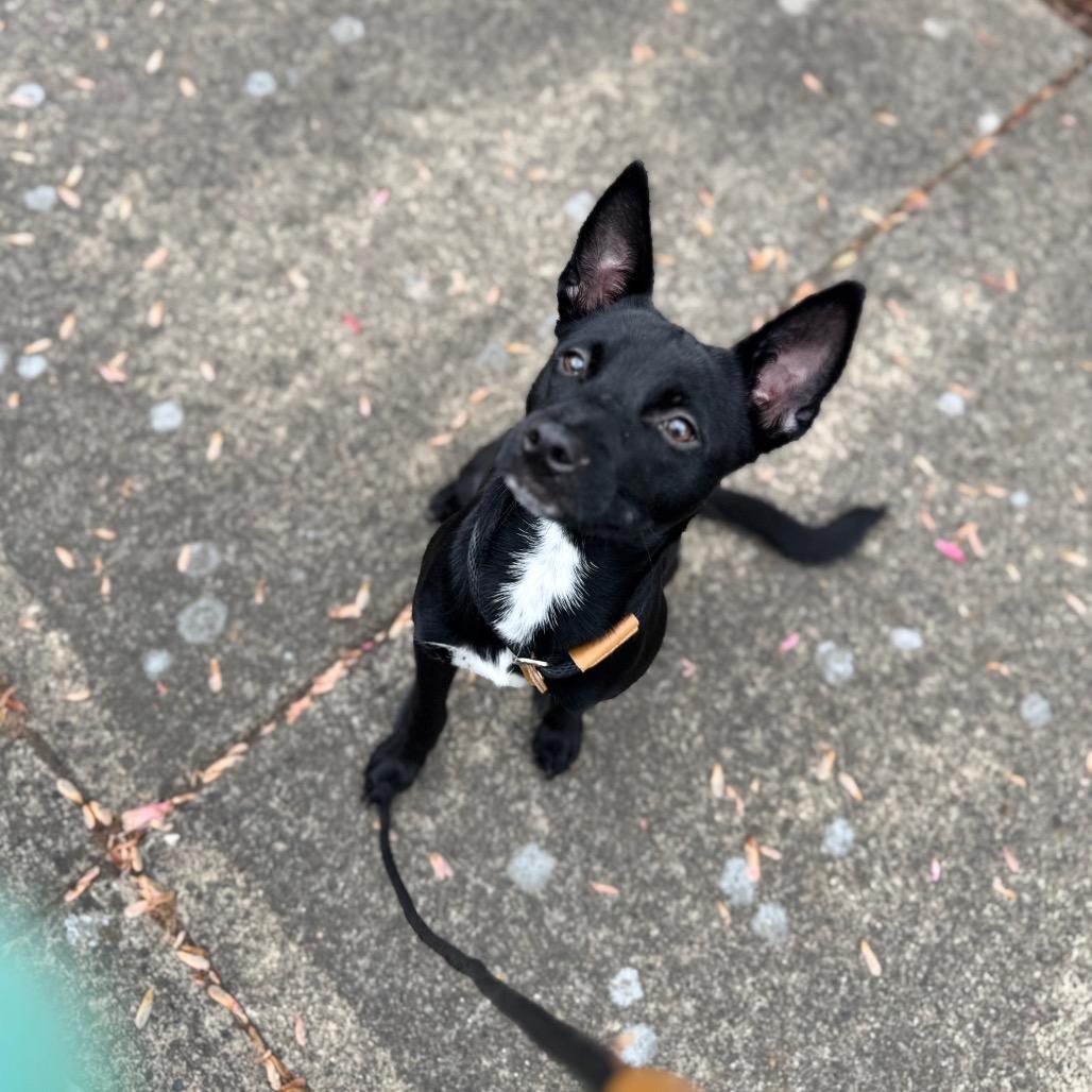 Enlarge Anise, a Adoptable mixed breed in Newberg, OR image 3/6