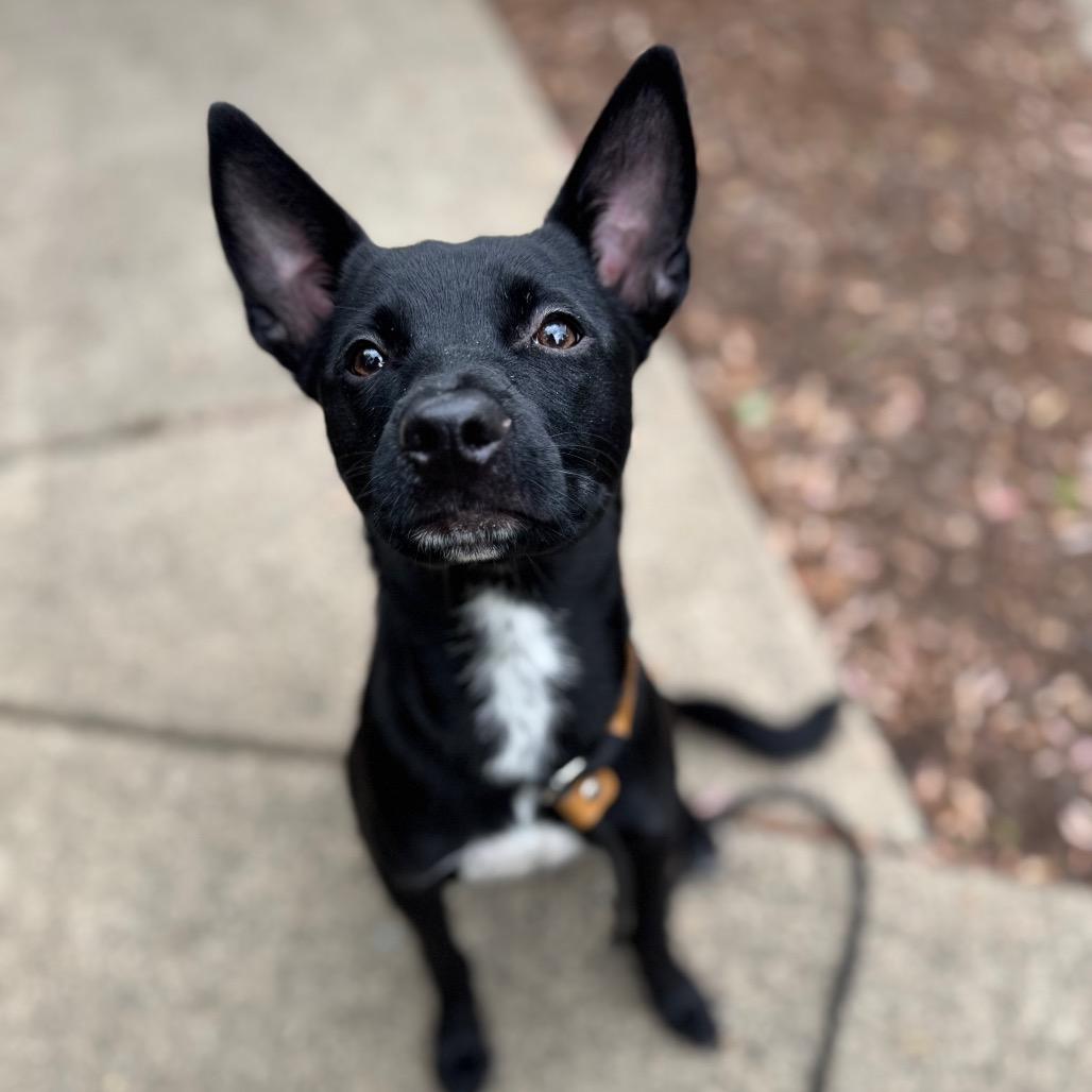 Enlarge Anise, a Adoptable mixed breed in Newberg, OR image 4/6
