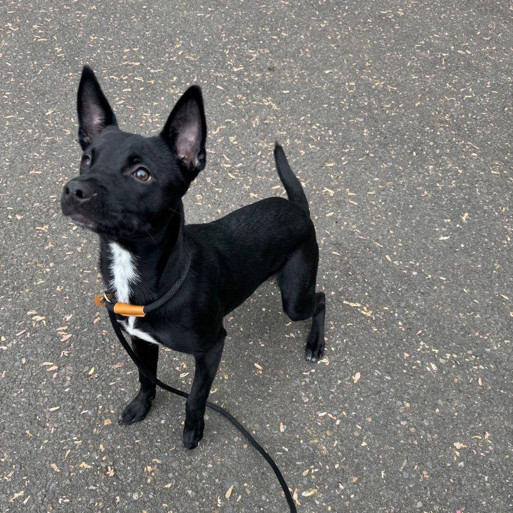 Enlarge Anise, a Adoptable mixed breed in Newberg, OR image 5/6