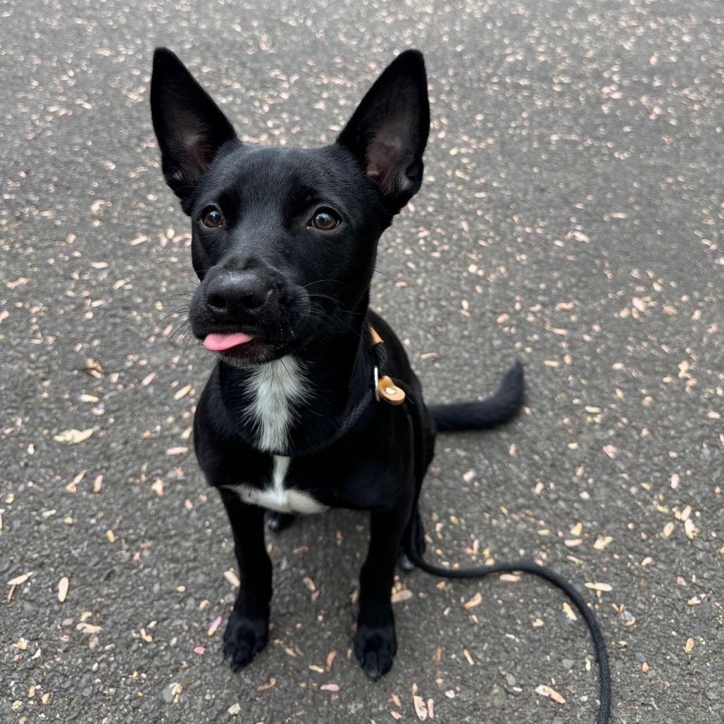 Enlarge Anise, a Adoptable mixed breed in Newberg, OR image 6/6