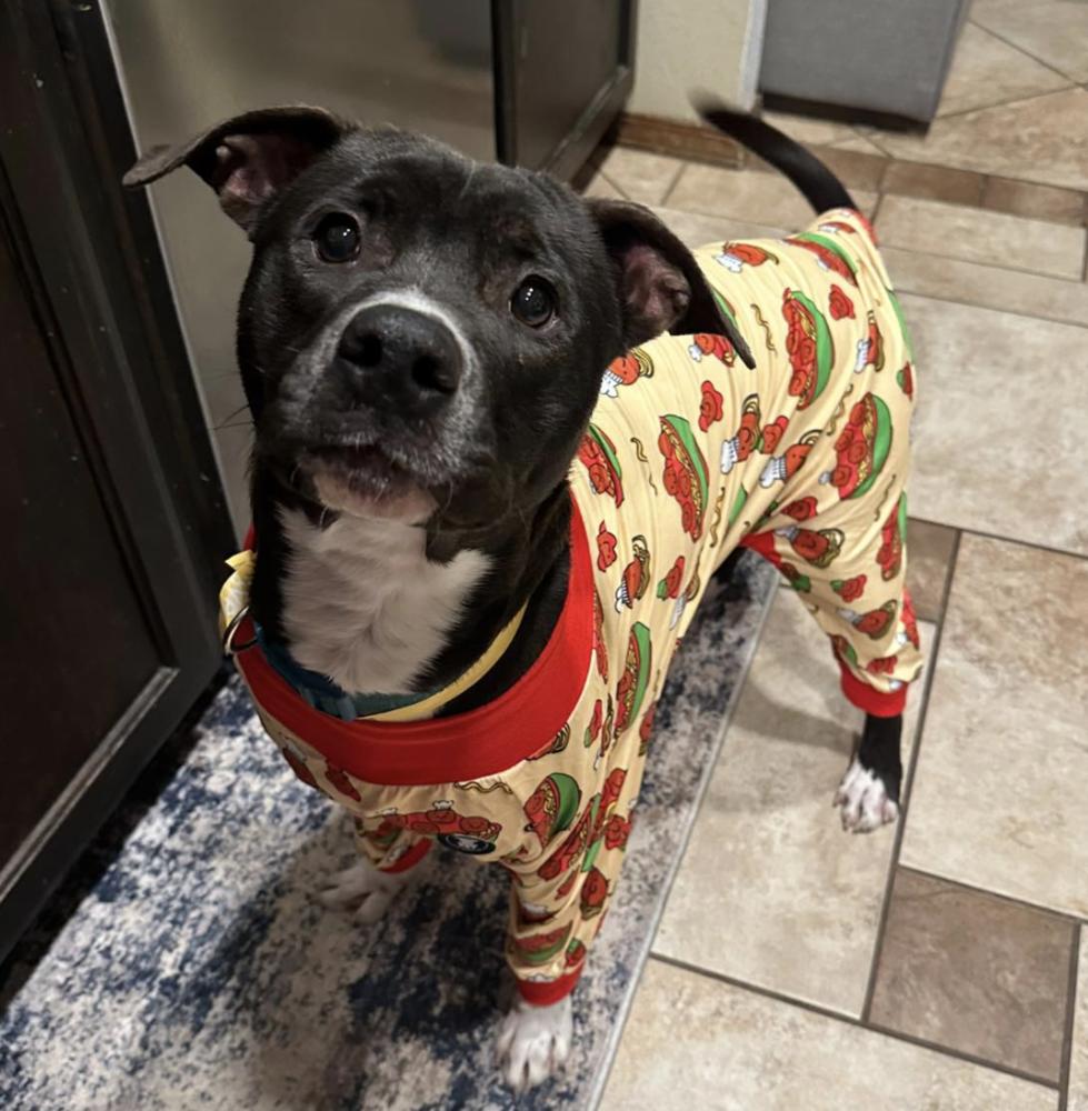 Enlarge Bob, a Adoptable mixed breed in Clovis, NM image 1/6