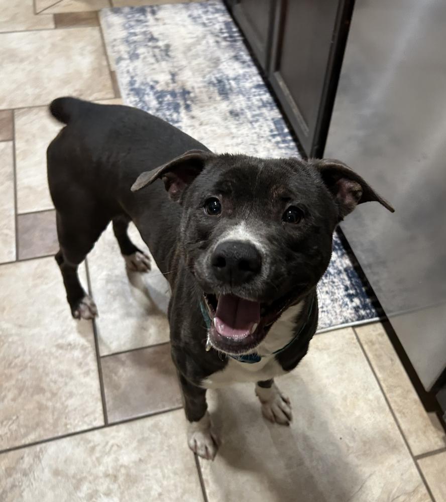 Enlarge Bob, a Adoptable mixed breed in Clovis, NM image 2/6