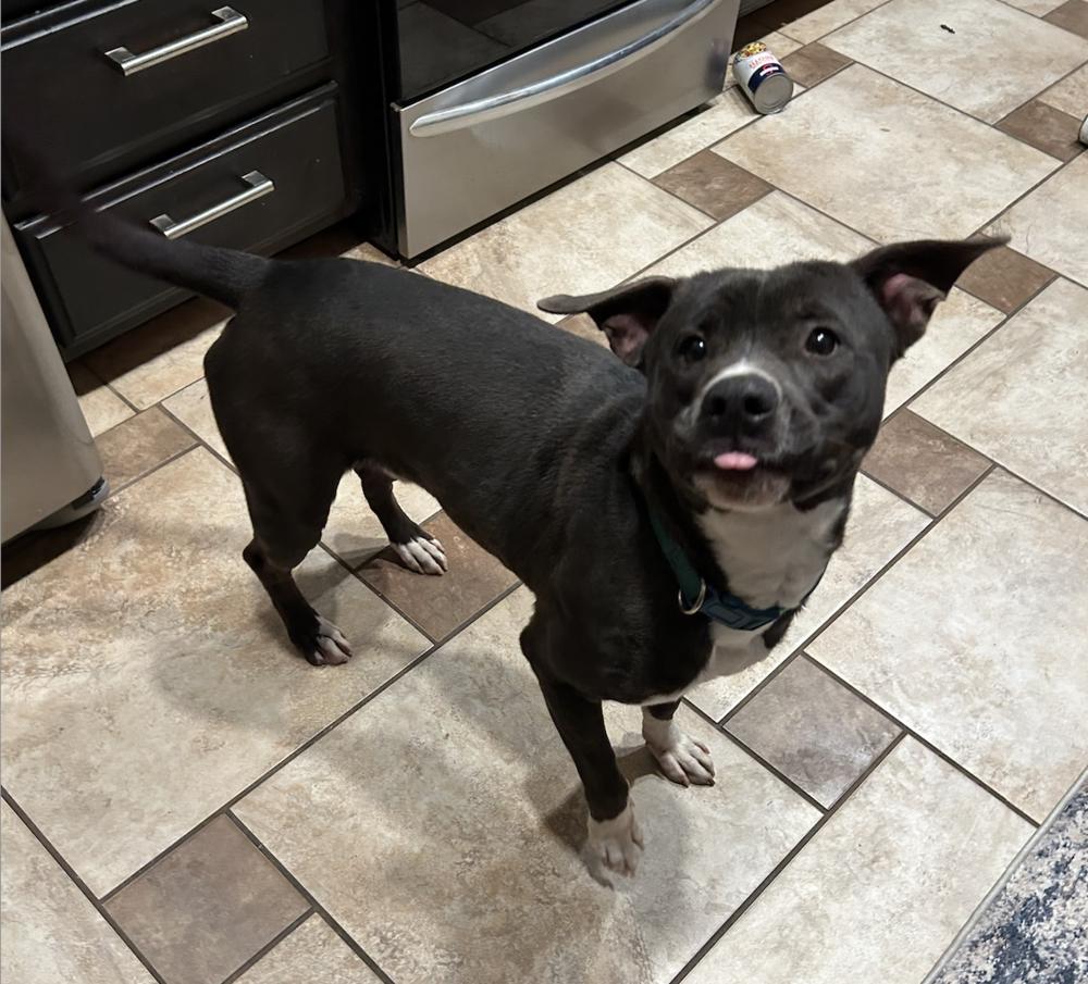 Enlarge Bob, a Adoptable mixed breed in Clovis, NM image 4/6