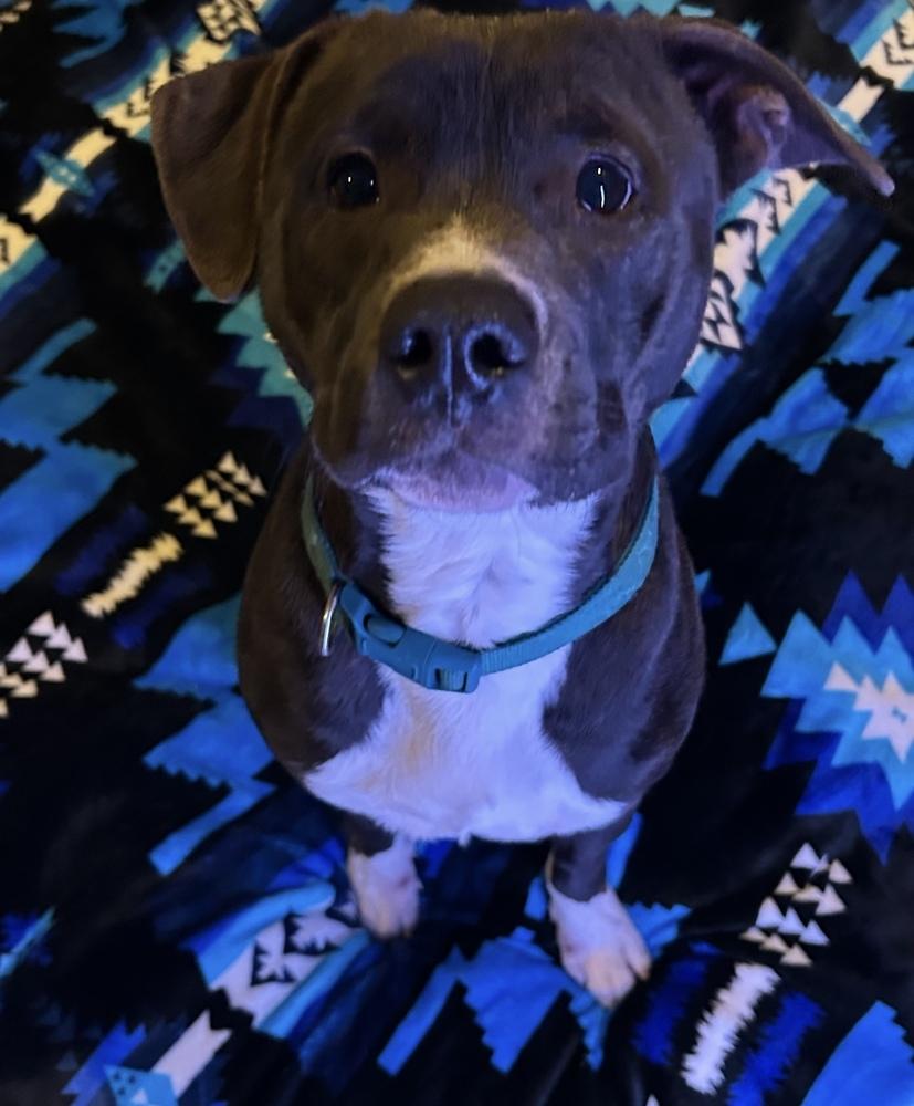 Enlarge Bob, a Adoptable mixed breed in Clovis, NM image 6/6