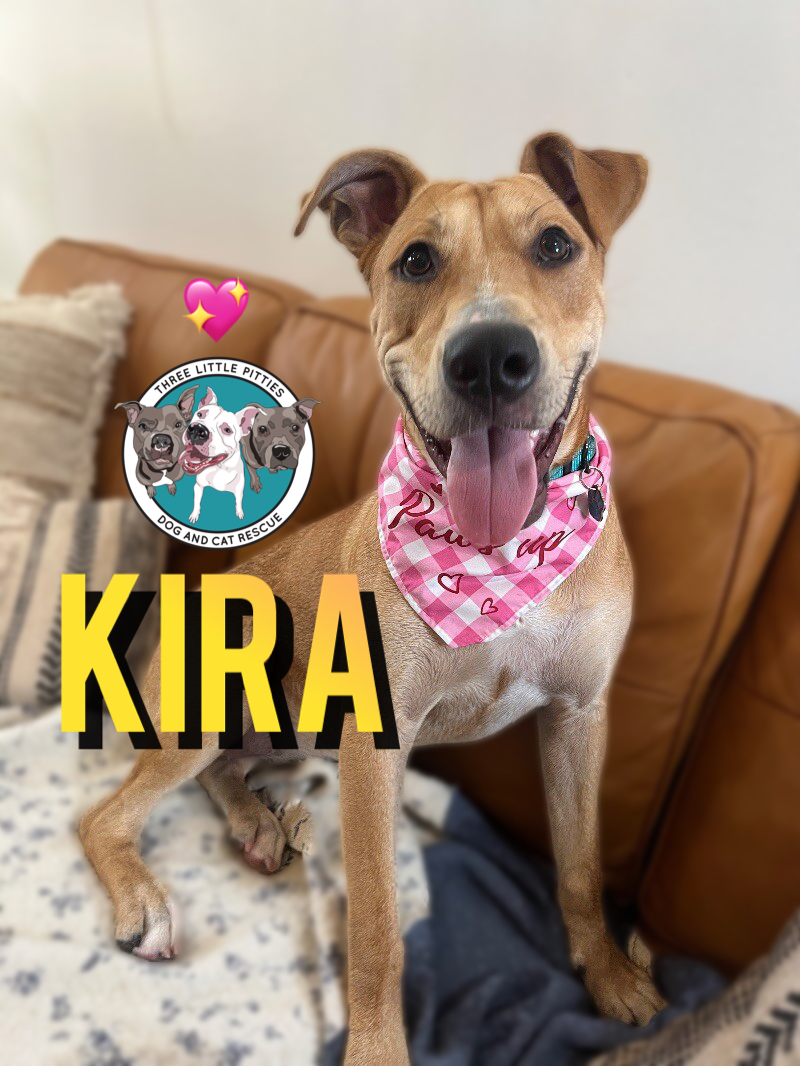 Dog for adoption Kira Sunshine Sweets, a Labrador Retriever & Pit