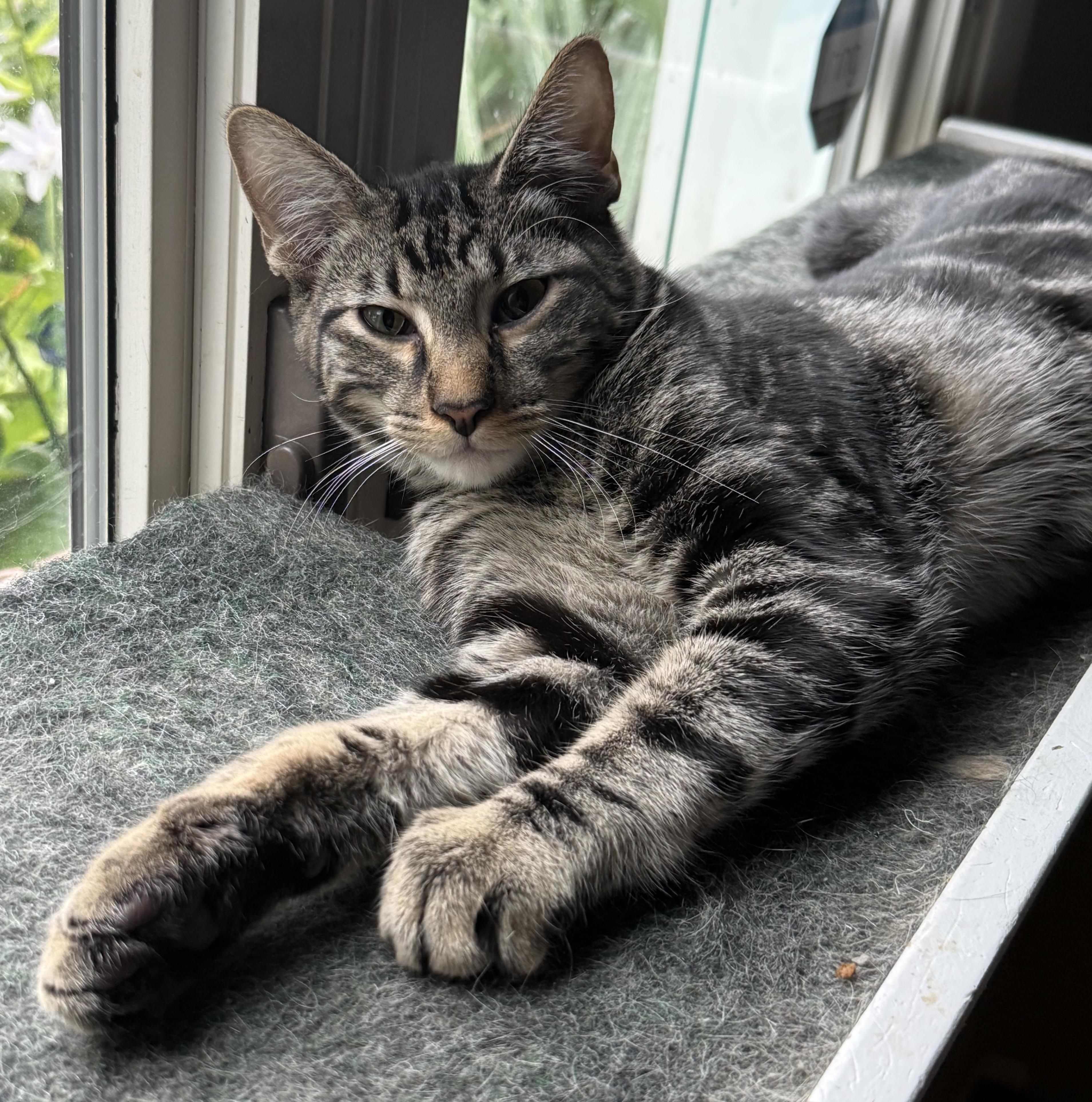 Enlarge Naveen, a Adoptable Domestic Short Hair in Lincoln, NE image 5/6