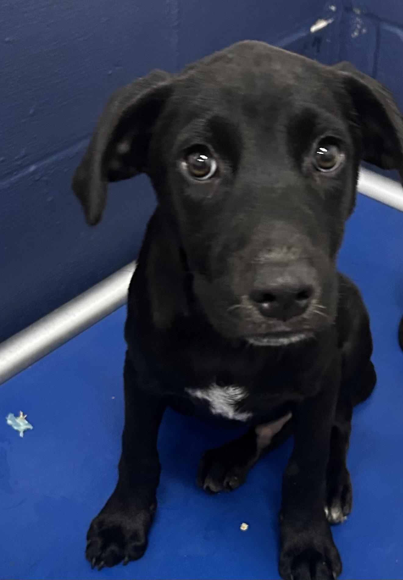 Bruno - 4 Months ( Avail 8/12), Adoptable, Young Male Labrador Retriever.
