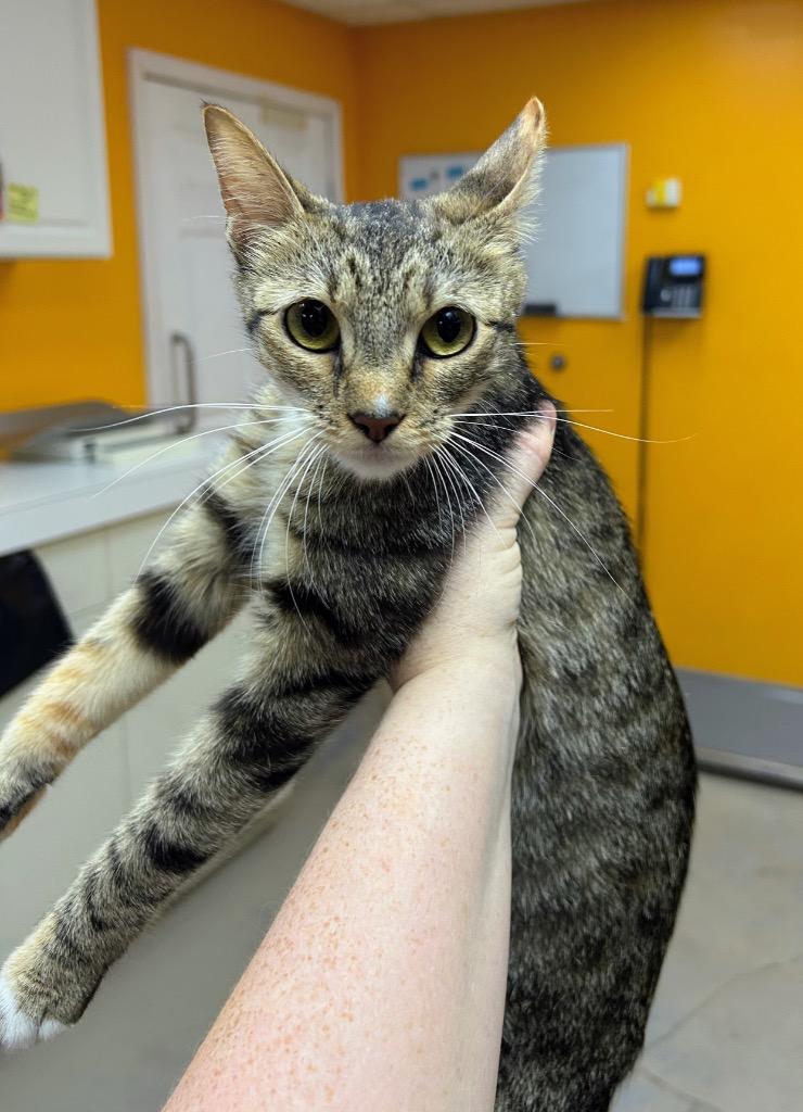 Monica, Adoptable, Young Female Domestic Short Hair.