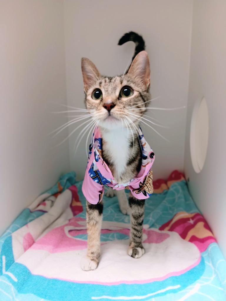 Monica, a Adoptable mixed breed in Bryant, AR image 2/2