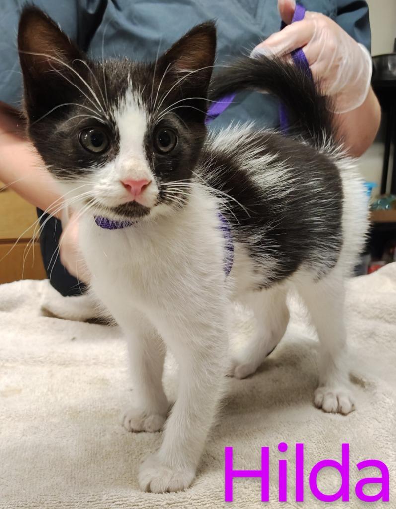 Enlarge Hilda, a Adopted mixed breed in Mena, AR image 1/1